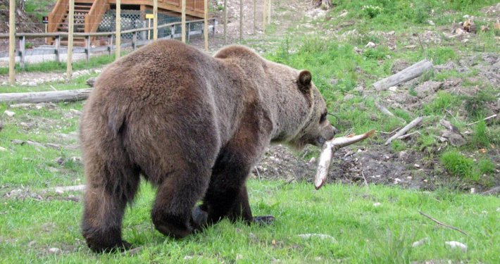 score-construction-electric-bear-fence-9234