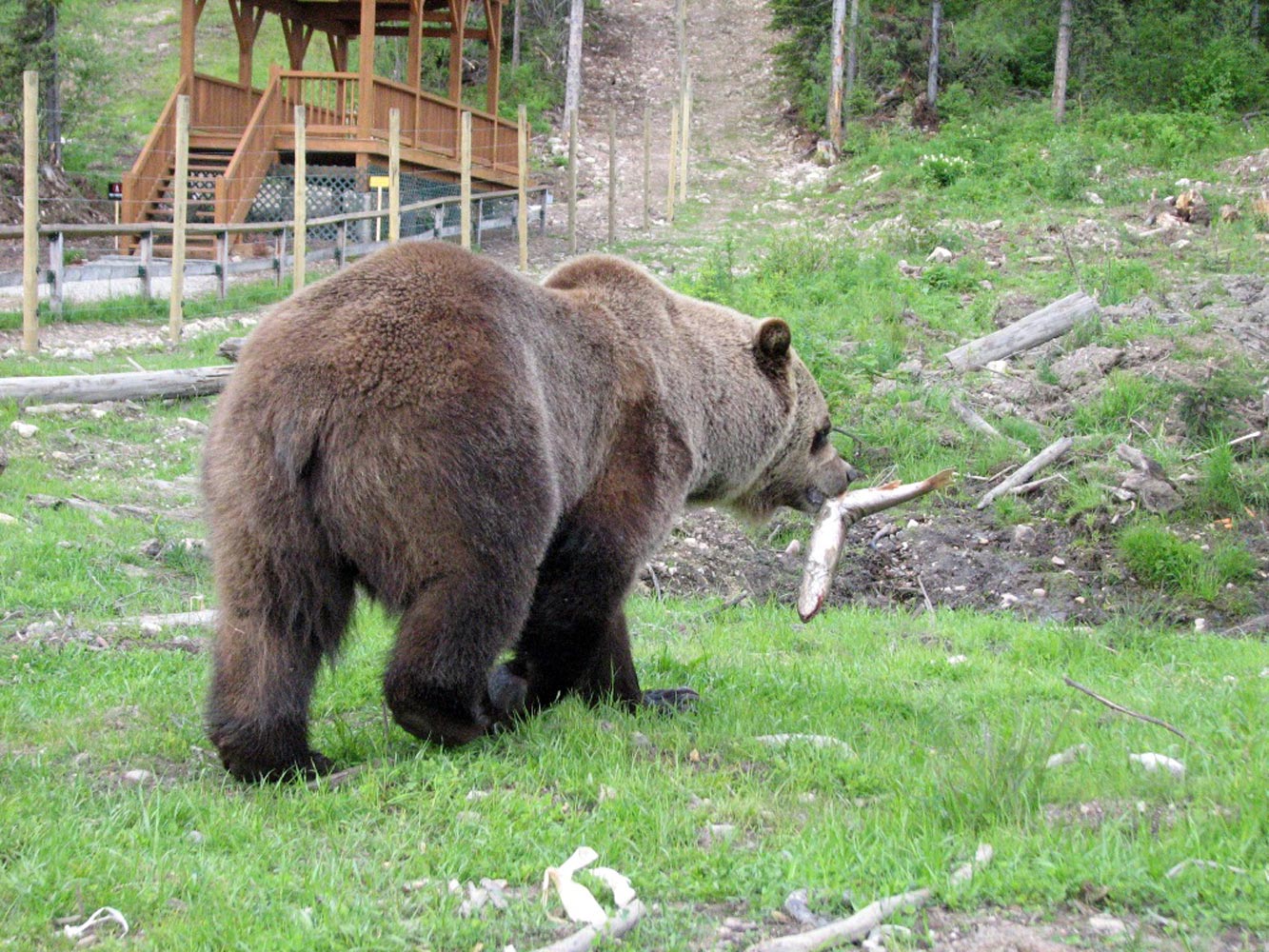 score-construction-electric-bear-fence-9234